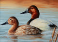 Canvasbacks Print